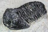 Bargain, Gerastos Trilobite Fossil - Morocco #87568-2